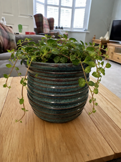 Seafoam Ridge Pot